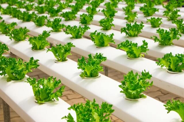 The Fertilizer Industry's Evolution: Transforming Farming for a Sustainable Future