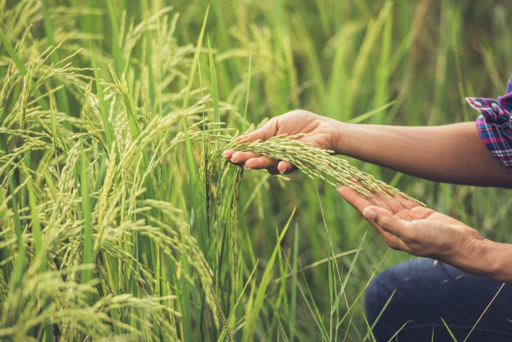 Tackling Major Challenges in Rice Farming